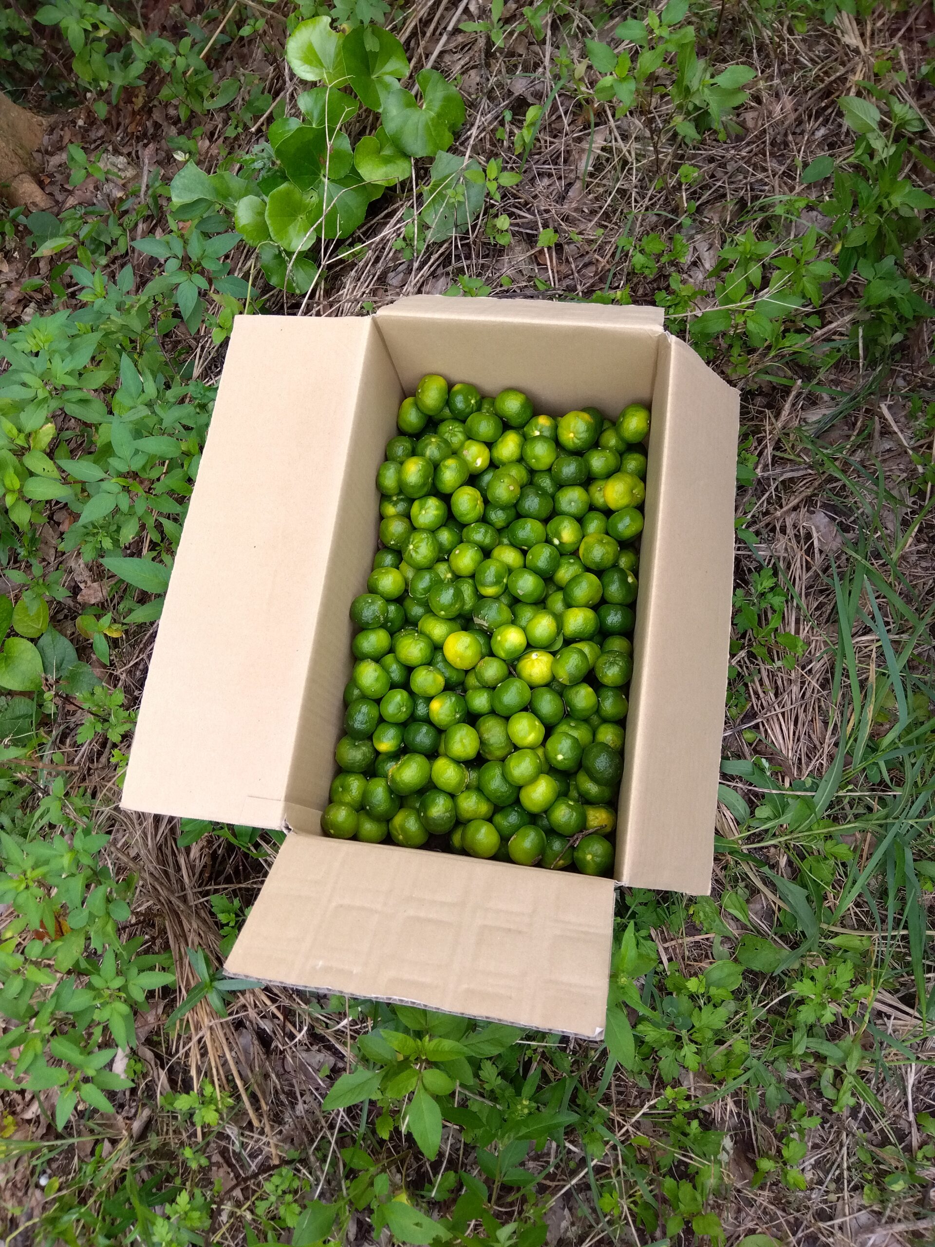 ヤマシークニン果汁70ml - 画像 (4)