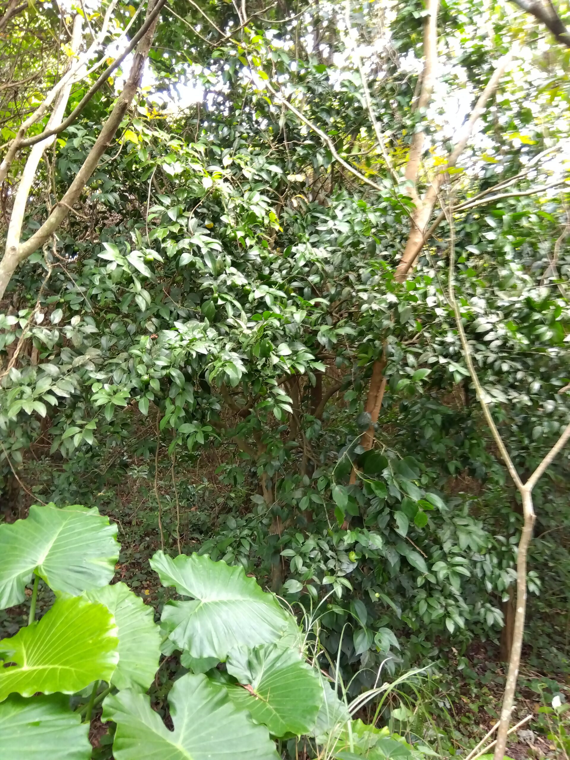 ヤマシークニン果汁300ml - 画像 (4)